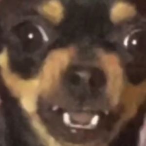 Meet your Posher, Amelia